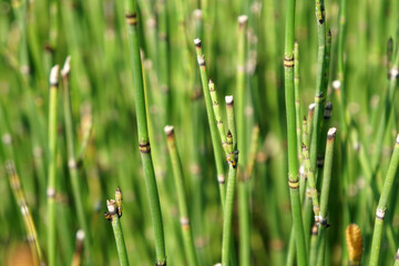 The beautiful green Equisetum debile Roxb on nature 