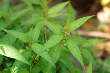 Fresh green Vietnamese Coriander (Polygonum odoratum Lour) in the vegetable garden.
