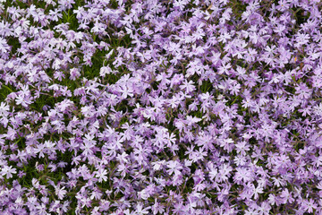 Obraz premium Flox flowers in purple