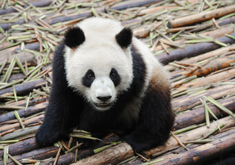 Closeup of giant panda bear 