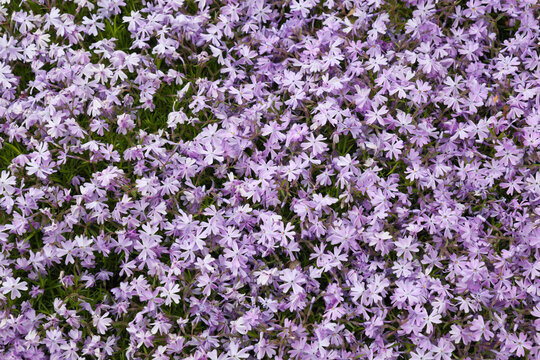 Flox flowers in purple