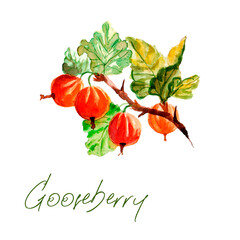 Obraz premium Watercolor botanic illustration with gooseberry on white background. Hand drawn food collection with berries. Perfect for cosmetics and perfumes, culinary books, magazines, textiles.