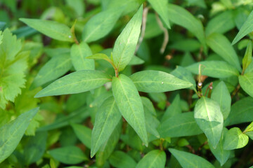 Fototapeta na wymiar Fresh green Vietnamese Coriander (Polygonum odoratum Lour) in the vegetable garden.