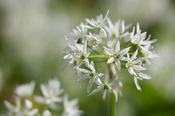 Wild Garlic in deciduous woodland, near Chipping Campden, Cotswolds, Gloucestershire, England, United Kingdom, Europe