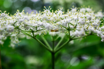 a branch of blooming elderberry with white small flowers on a green deciduous background. macro photography