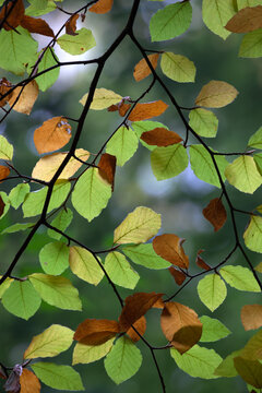 Backlit autumnal Beech tree leaves, near Winchcombe, Gloucestershire, England, United Kingdom, Europe