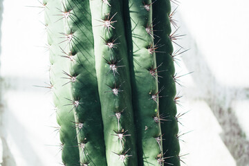 part of cactus in front of white wall
