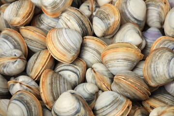 Stacked fresh raw clams on white background