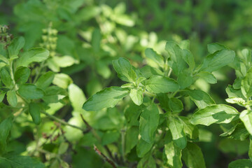 Fototapeta na wymiar Fresh green Holy basil (Ocimum tenuiflorum) in the vegetable garden.