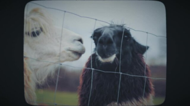 Two alpacas chewing good, standing behind the fence, kissing. Vintage Film Look. 
