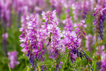 purple wildflowers for bee pollination and honey production. meadow with green grass and abundant flowering