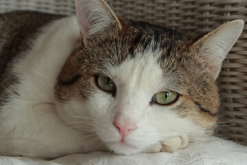 le chat