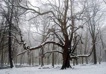 A creepy tree in a snow covered forest.
