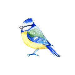 bird tit on white background