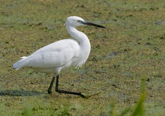 little egret (Egretta garzetta) in a lake