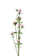 Centaurium erythraea flowers - known also as common centaury, European centaury, Gentiana centaurium, Centaurium minus or Centaurium umbellatum