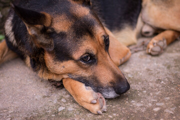 german shepherd puppy