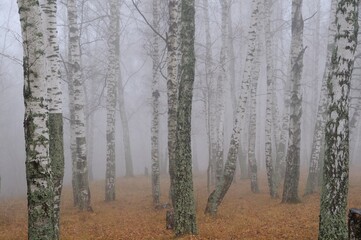 Autumn fog in a birch grove, leaf fall.