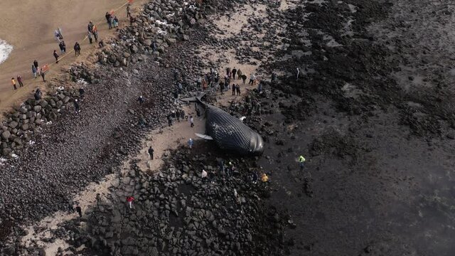 Disaster tourists watching dead humpback whale on wild coast of Iceland