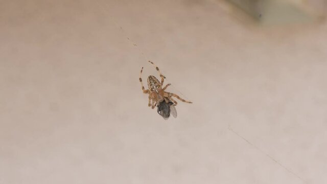 Home house Hobo spider hanging on web and eating dead fly.