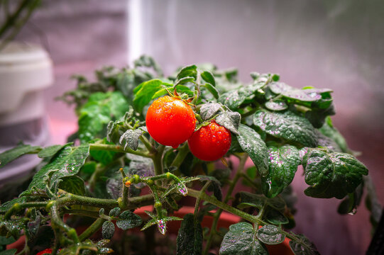 small red cherry tomatoes in a home pot