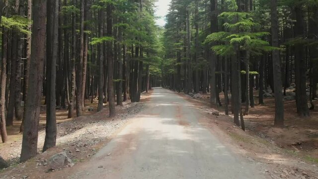 POV Along Empty Road Surrounded By Lush Fir Trees At USHU Forest At Kalam. Follow Shot