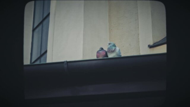 Two grey pigeons kiss on a house roof. Vintage Film Look. 
