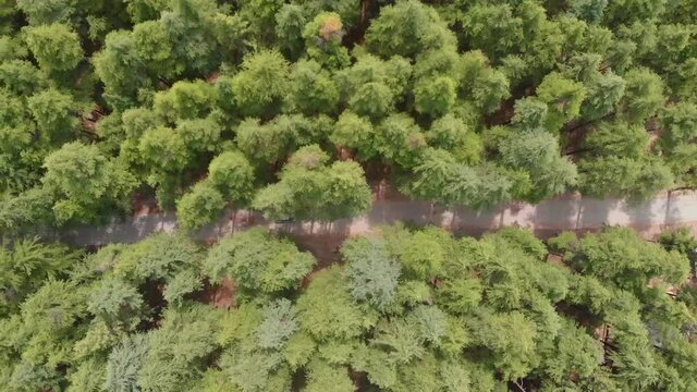 Aerial View Over Road Through USHU Forest In Kalam. Top Down View Dolly Left