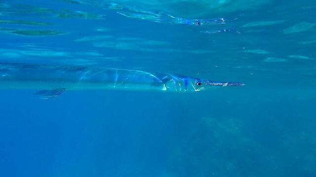 Closeup of Needlefish swims under water surface in sunrays. Underwater life in the ocean. (4K - 60fps) 