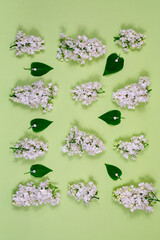 White lilac flowers and green leaves on a light green background. The basis for the postcard. Top...