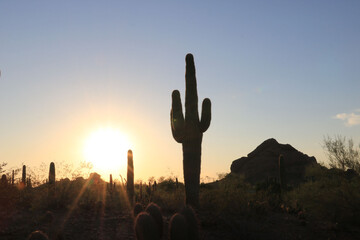 Arizona USA Colorado, cactus valley at sunset
