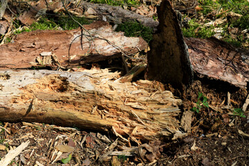 A fallen tree trunk destroyed by woodworm
