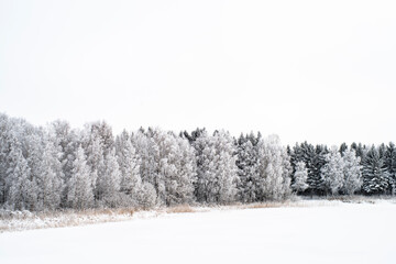 Winterscape