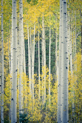 Aspin trees in Utah