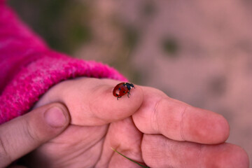 ladybird on a finger