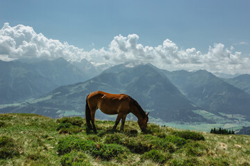 Fototapeta na wymiar Horse on a pasture with a great view of the mountains. Brown stallion roaming free in summer Alpine meadow. Mammal farm animals.Beautiful mountain panorama.Eco tourism agricultural scenery.