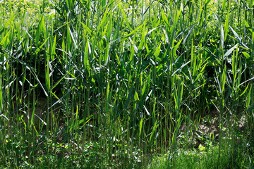 Reeds grow on wet land