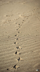footprints in the sand