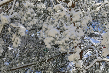 Snow on branches