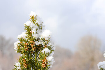 Snow on a spruce branch