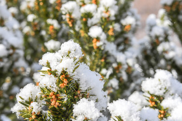 Obraz premium Snow on a spruce branch