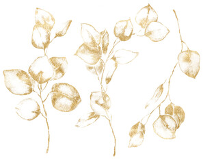 Watercolor floral set of gold eucalyptus leaves, seeds and branches. Hand painted silver dollar eucalyptus isolated on white background. Illustration for design, print, fabric or background. © yuliya_derbisheva