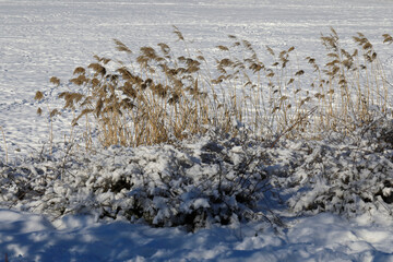 Dry reed grasses by the lake bank in winter