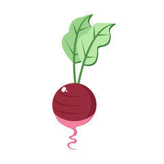 Isolated radish icon. Vegetable icon - Vector illustration