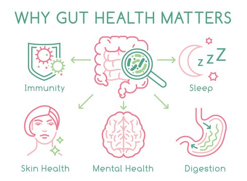 Gut health horizontal poster. Editable vector illustration
