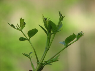 close up of a plant