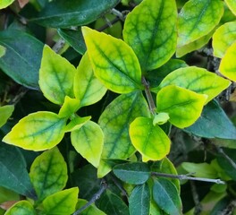 green leaves background