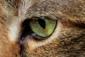 Closeup on green cat eye