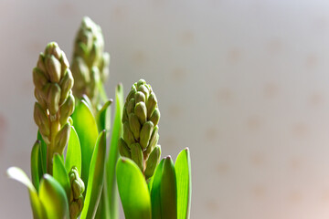 Young hyacinth buds among green leaves on a neutral, light background. Spring, fresh flower in pot.  Bulb plant. 