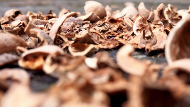 Pile of Walnut Nutshells Left Over by Squirrels after Eating Their Winter Season Supplies Macro Rack Focus Closeup
